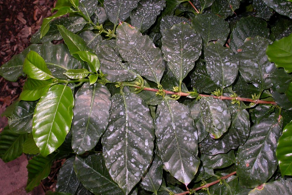 Clusiaceae Garcinia hombroniana