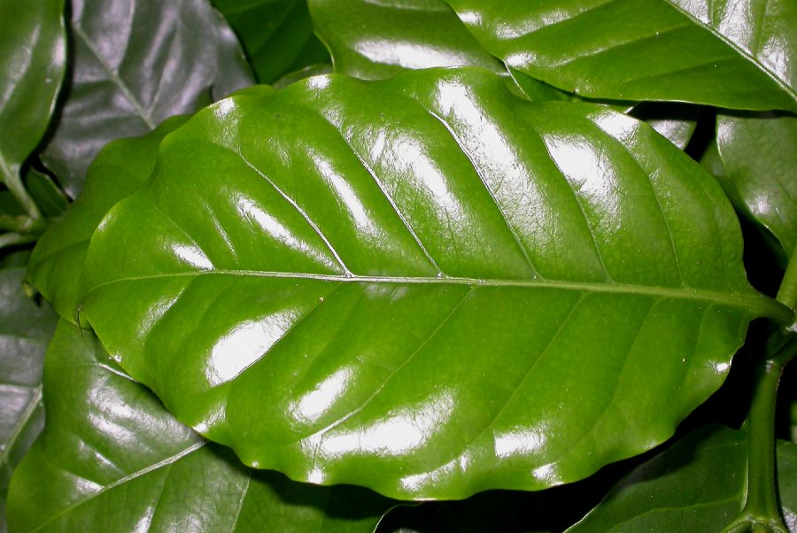 Clusiaceae Garcinia hombroniana
