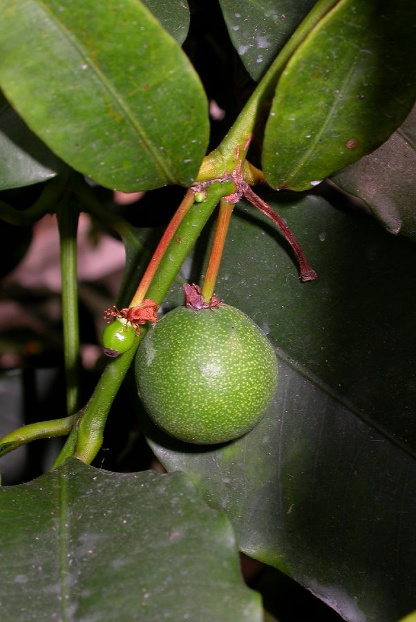 Clusiaceae Rheedia brasiliensis