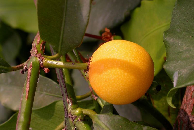 Clusiaceae Rheedia brasiliensis