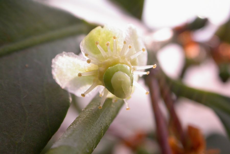 Clusiaceae Rheedia brasiliensis