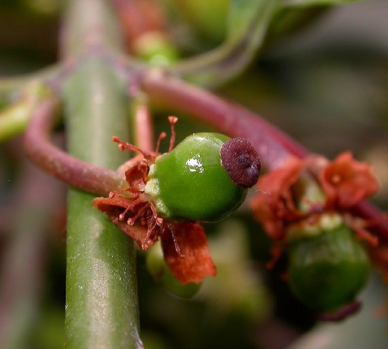 Clusiaceae Rheedia brasiliensis