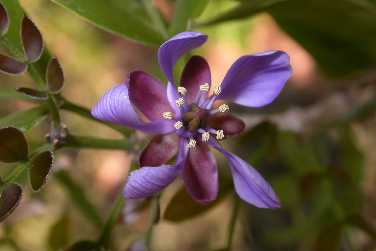 Zygophyllaceae Guaiacum sanctum
