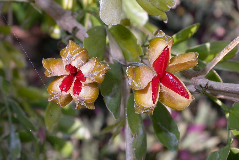 Zygophyllaceae Guaiacum sanctum