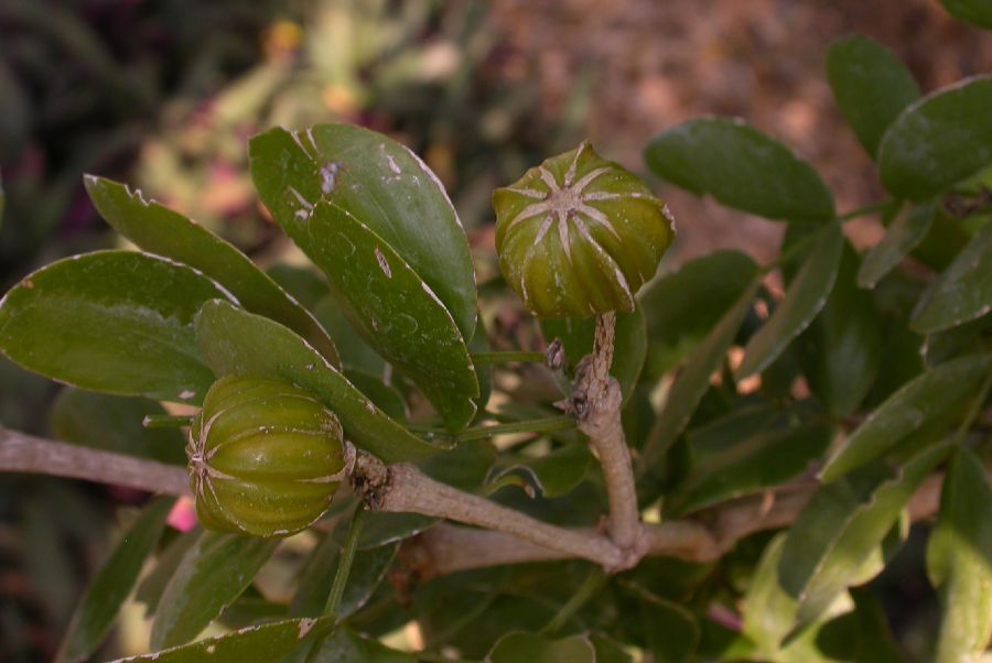 Zygophyllaceae Guaiacum sanctum
