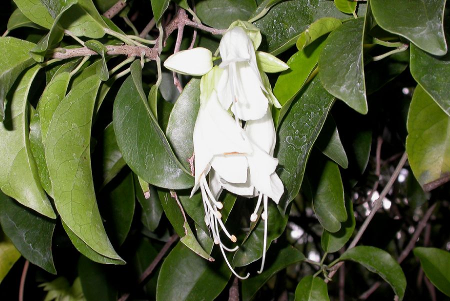 Lamiaceae Oxera pulchella
