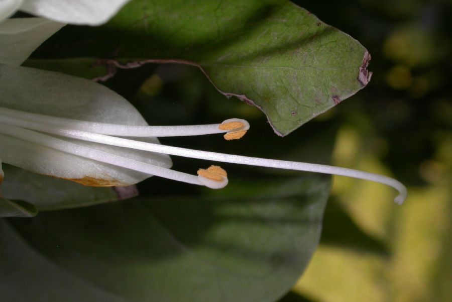 Lamiaceae Oxera pulchella