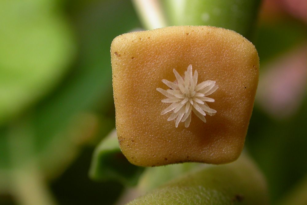 Monimiaceae Siparuna pauciflora