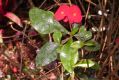 image of Euphorbia geroldii