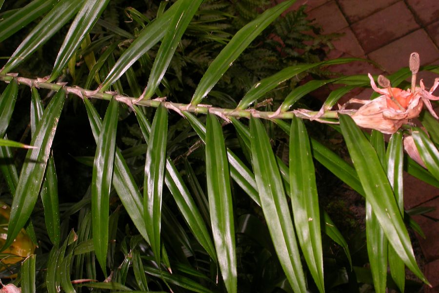 Pandanaceae Freycinetia cumingiana