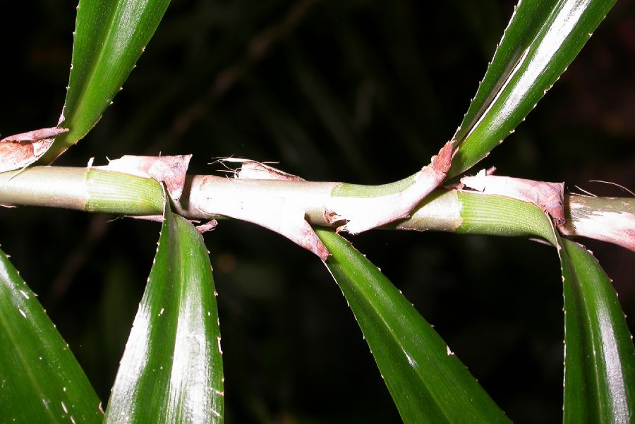 Pandanaceae Freycinetia cumingiana
