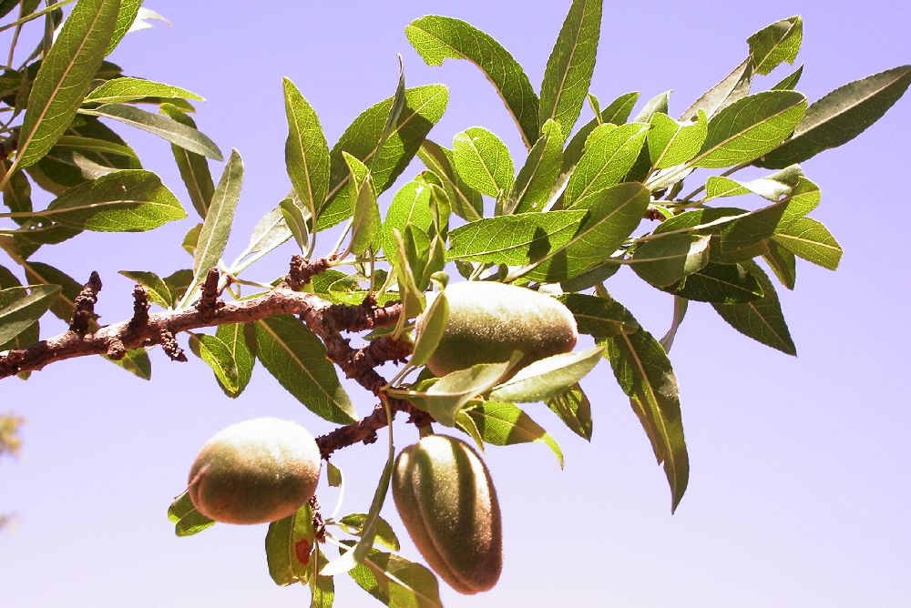Rosaceae Prunus dulcis