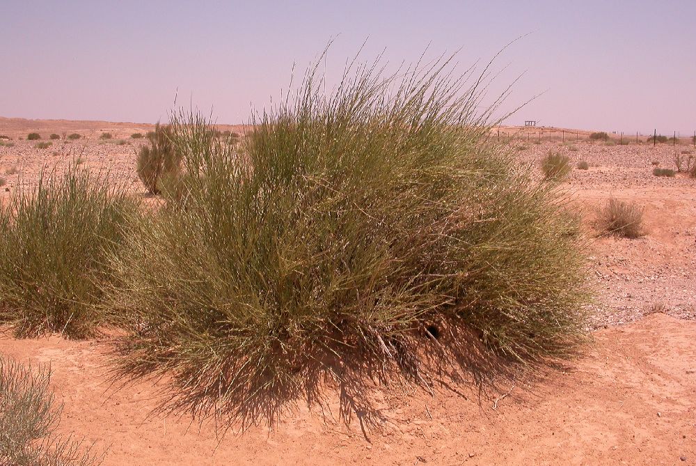 Rosaceae Prunus arabica