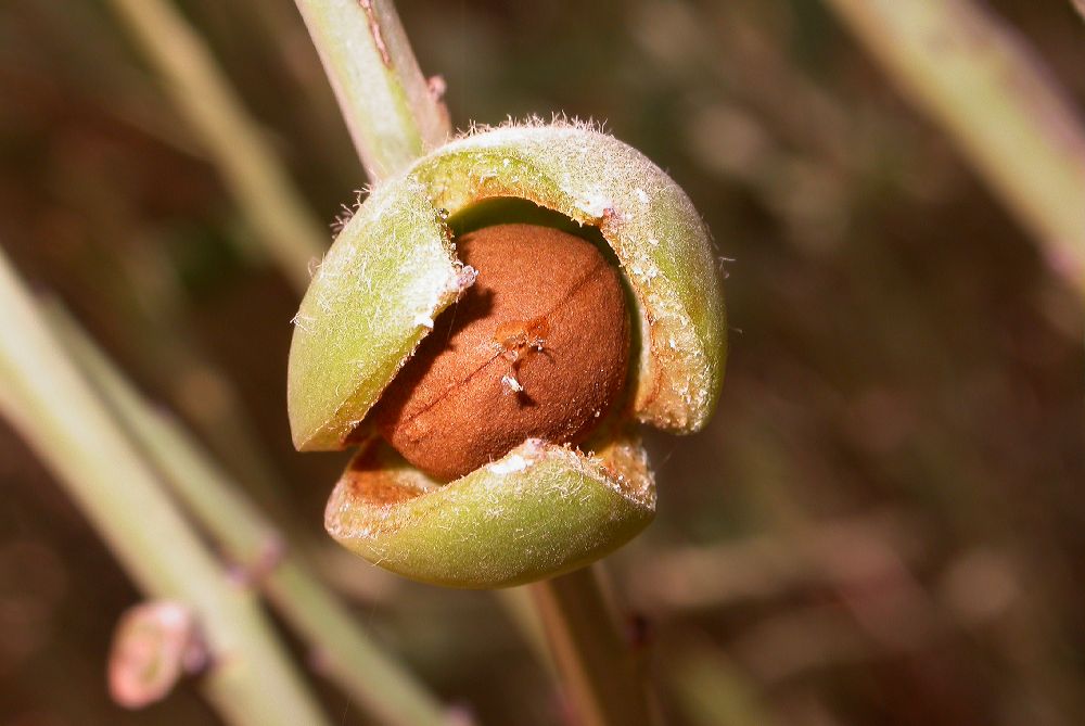 Rosaceae Prunus arabica