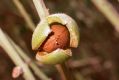 image of Prunus arabica