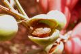 image of Prunus arabica