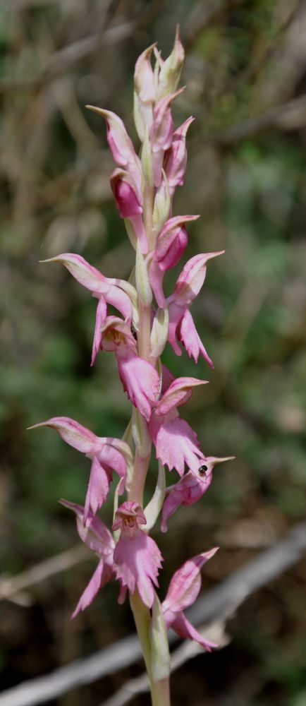 Orchidaceae Orchis  sancta