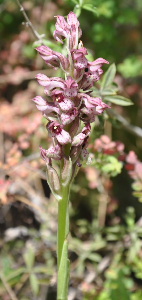 Orchidaceae Orchis  fragrans