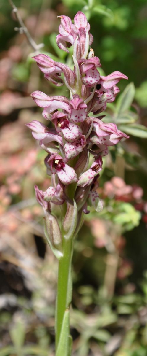 Orchidaceae Orchis  fragrans