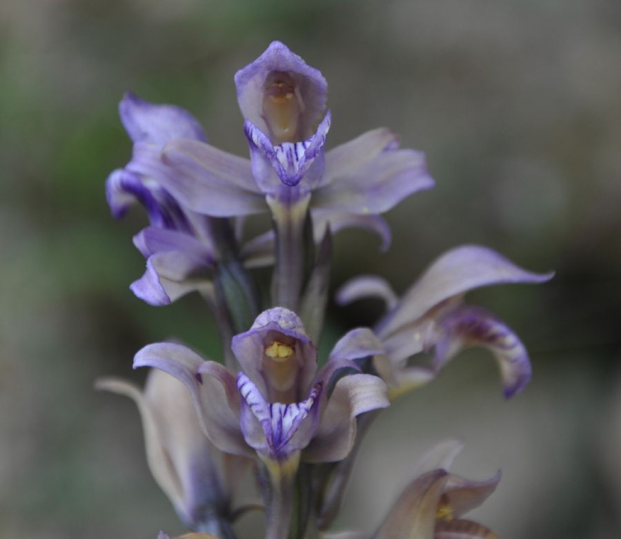 Orchidaceae Limodorum abortivum