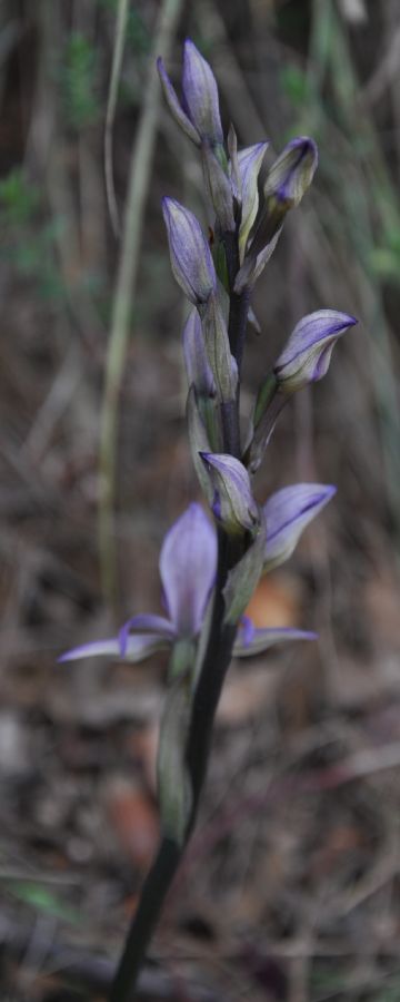 Orchidaceae Limodorum abortivum