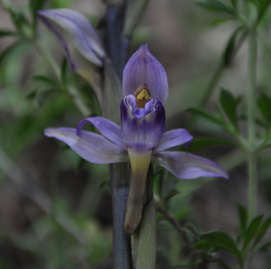 Orchidaceae Limodorum abortivum