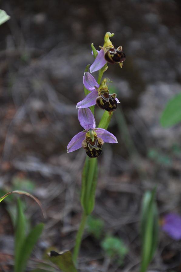 Orchidaceae Ophrys  apifera