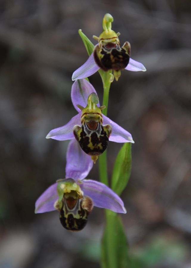 Orchidaceae Ophrys  apifera