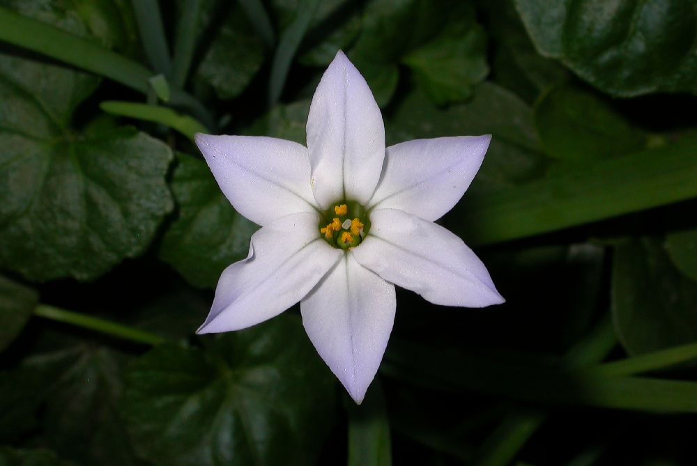 Amaryllidaceae Ipheion uniflorum