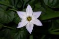 image of Ipheion uniflorum