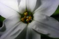 image of Ipheion uniflorum