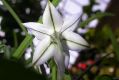 image of Ipheion uniflorum