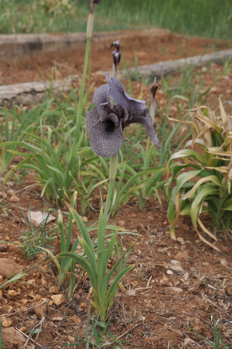 Iridaceae Iris sofarana