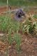 image of Iris sofarana