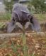 image of Iris sofarana