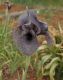 image of Iris sofarana