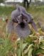 image of Iris sofarana