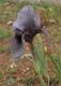image of Iris sofarana