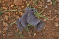 image of Iris sofarana