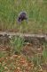 image of Iris sofarana