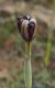 image of Iris sofarana