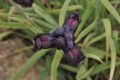 image of Iris cedreti
