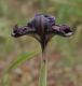 image of Iris cedreti
