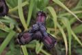 image of Iris cedreti