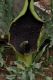 image of Eminium spiculatum