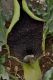 image of Eminium spiculatum