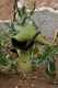 image of Eminium spiculatum