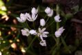 image of Allium neapolitanum
