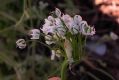 image of Allium neapolitanum