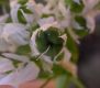 image of Allium neapolitanum